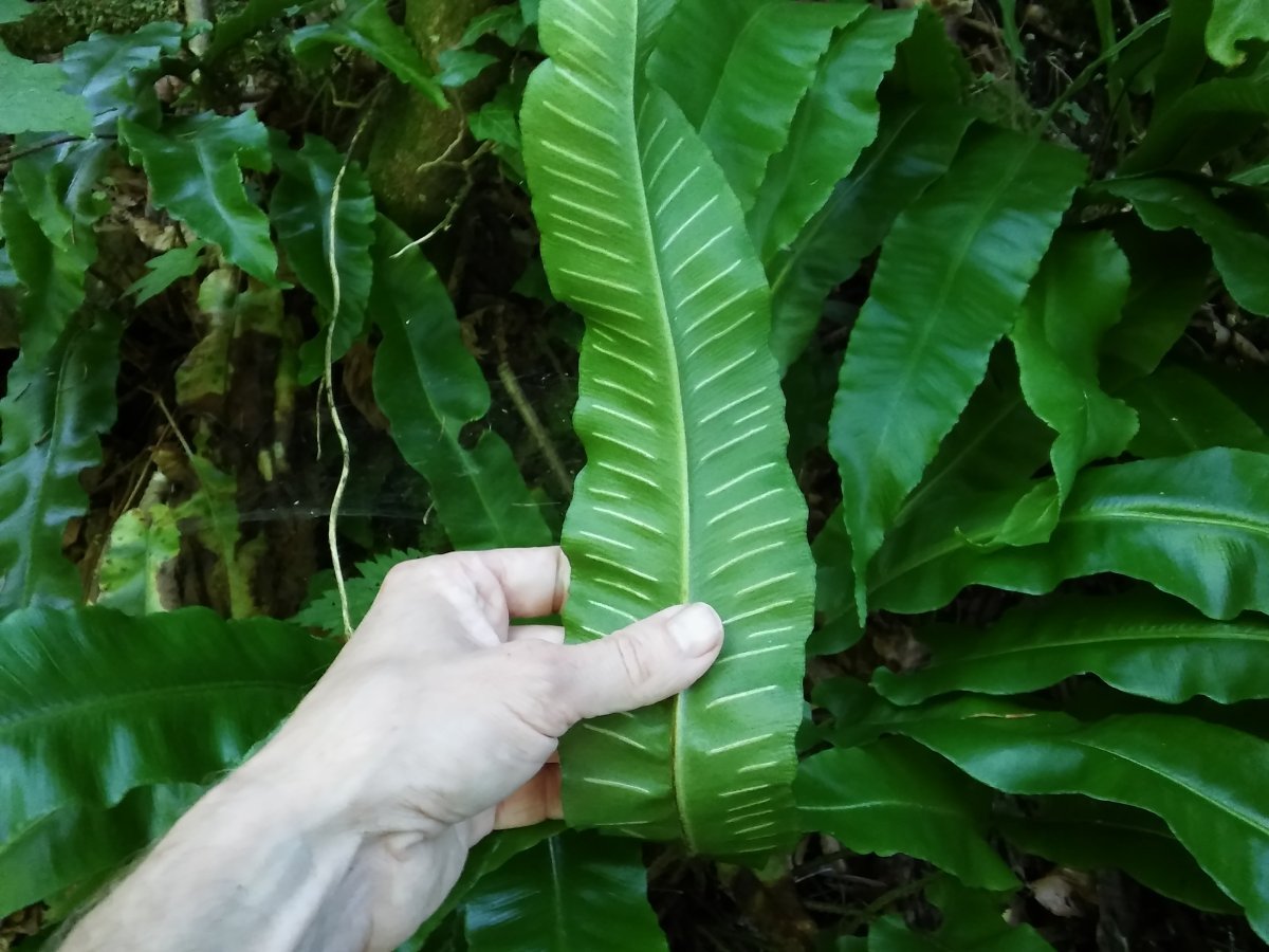 Листовник сколопендровый - фото 4