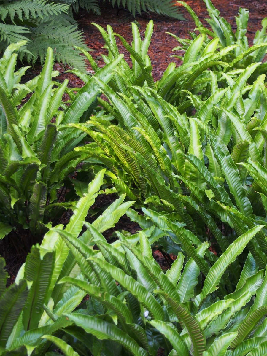 Листовник сколопендровый - фото 7