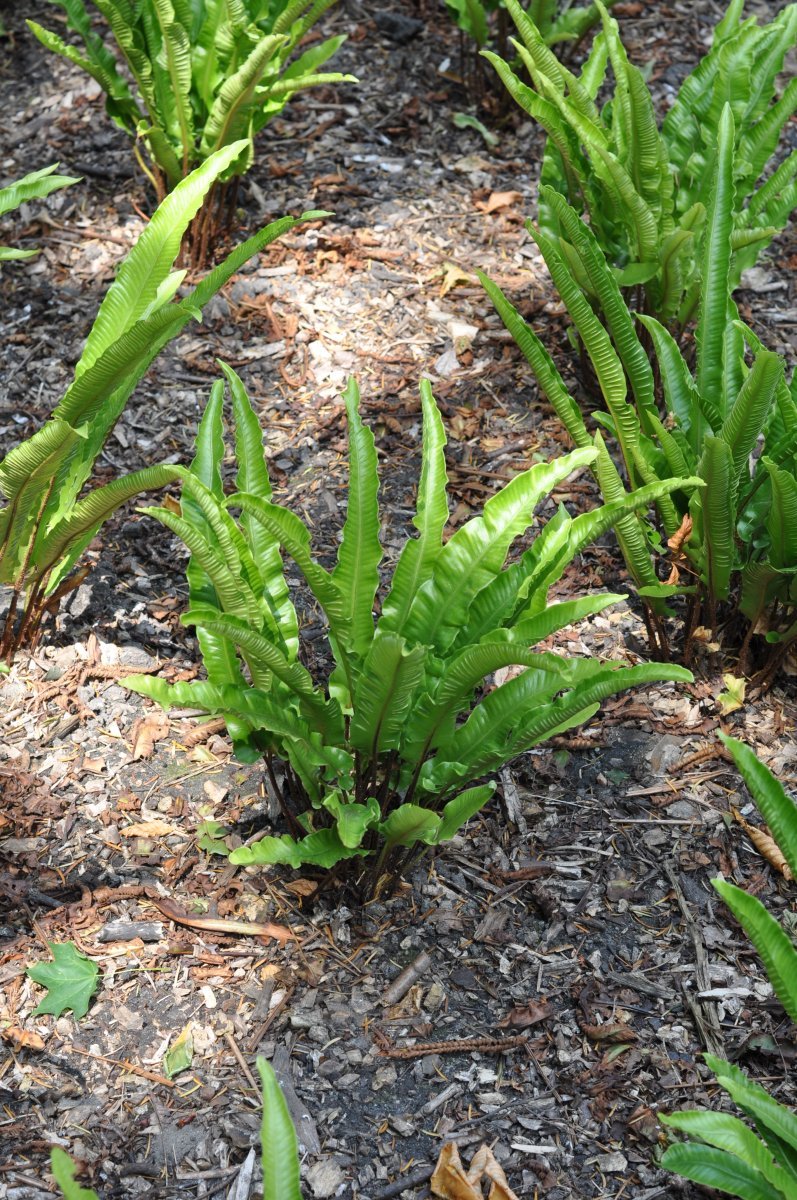 Листовник сколопендровый - фото 5