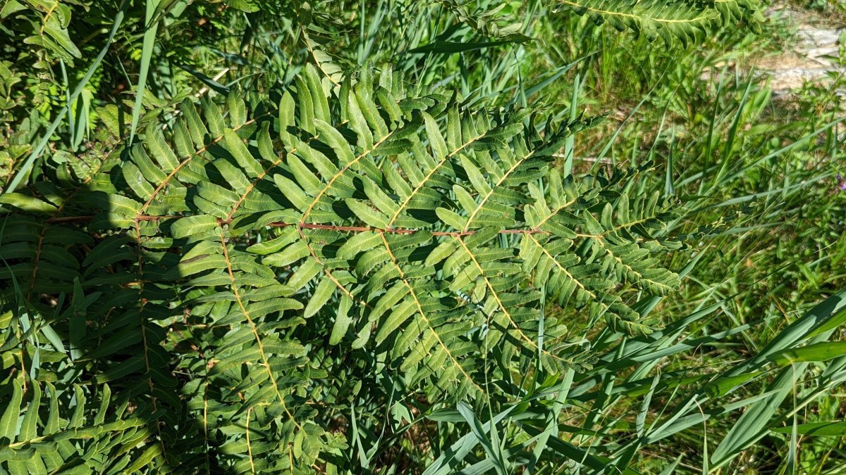 Осмунда королевская - фото 8