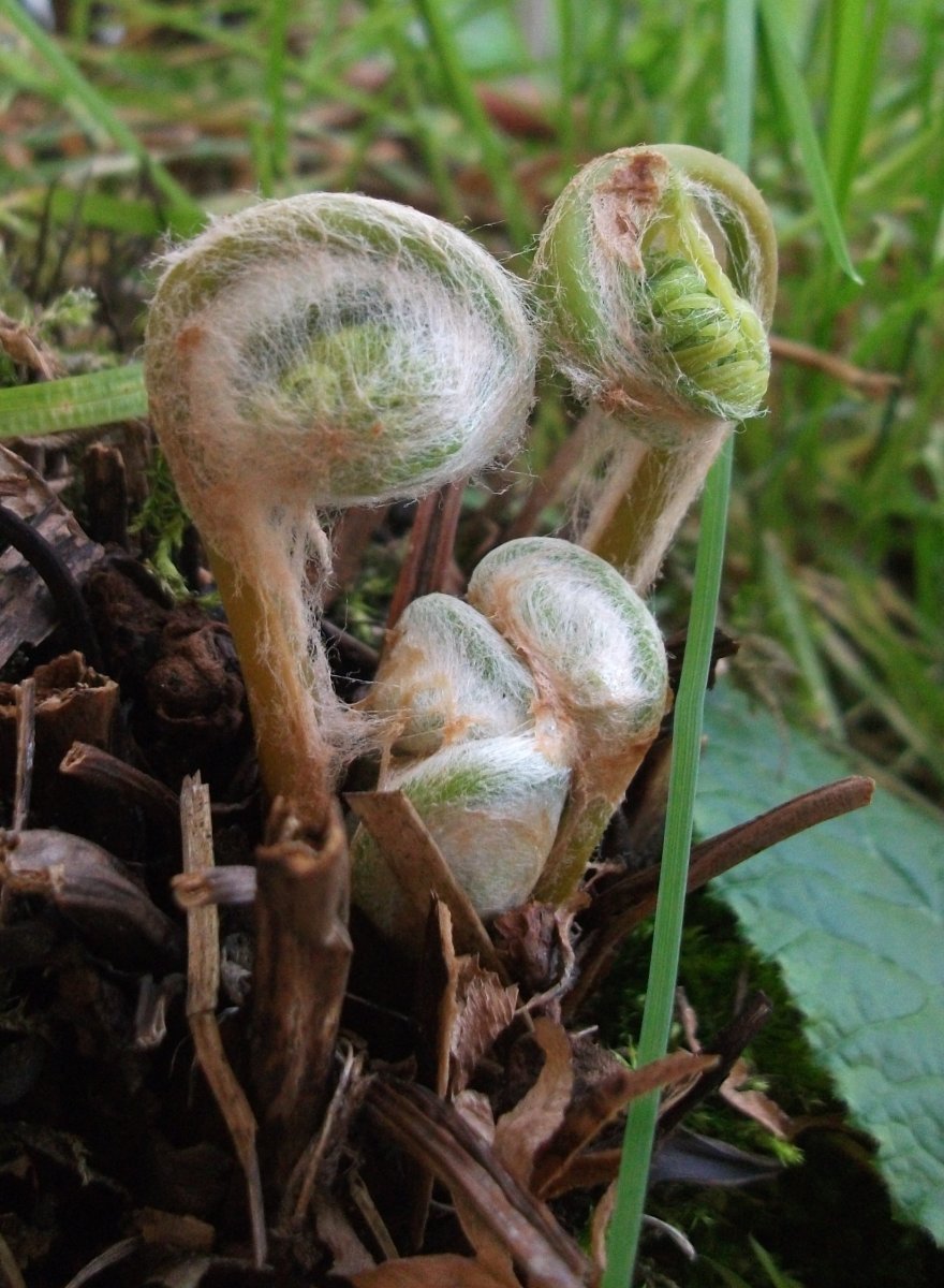 Осмунда королевская - фото 4