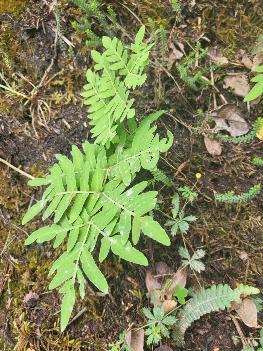 Осмунда королевская - фото 7