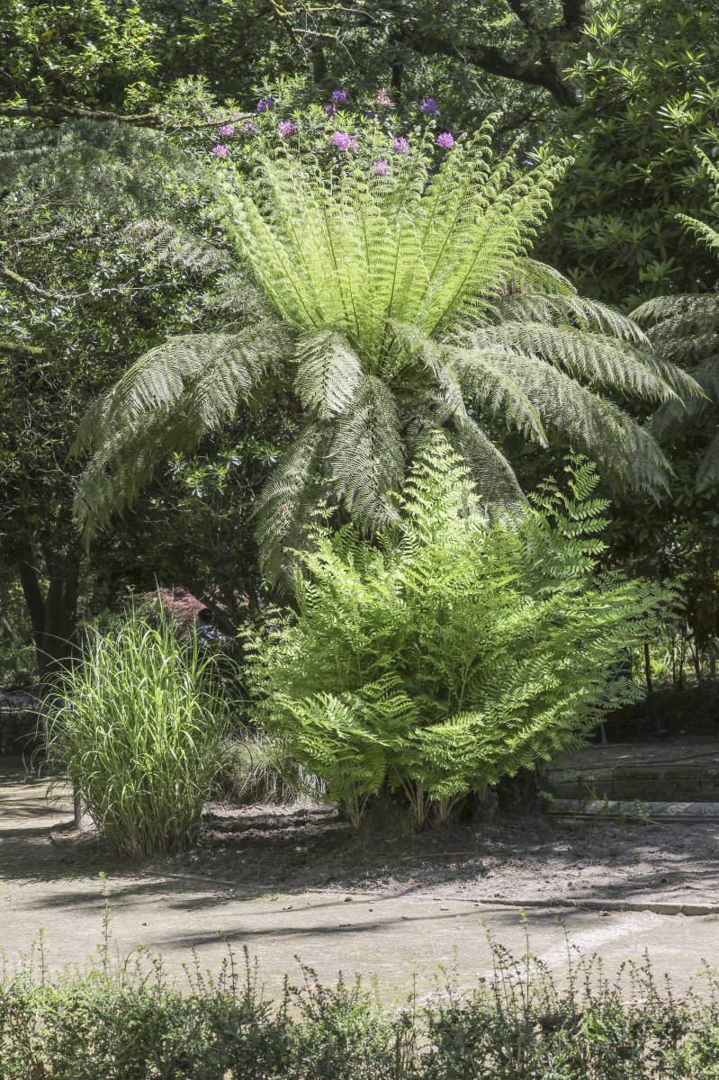 Осмунда королевская - фото 2