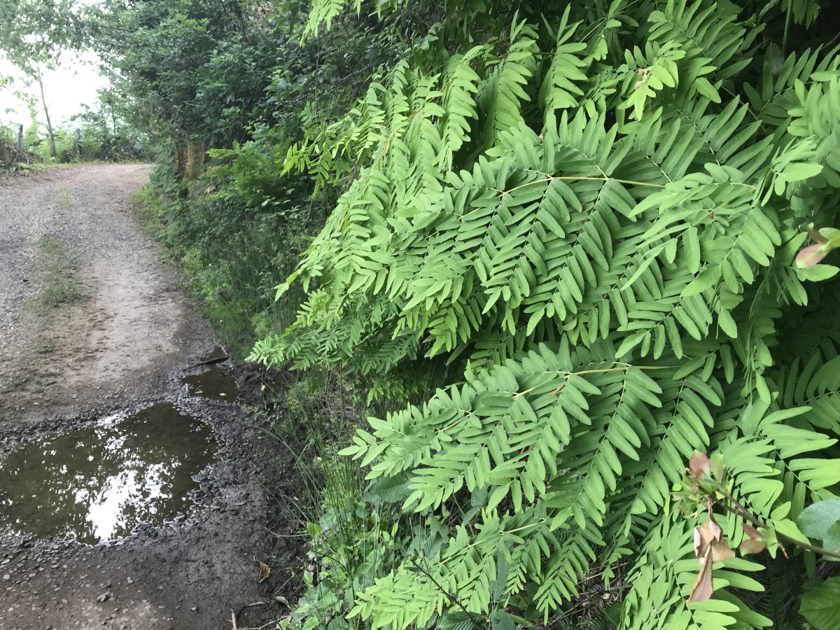 Осмунда королевская - фото 6