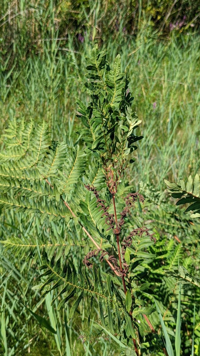 Осмунда королевская - фото 9