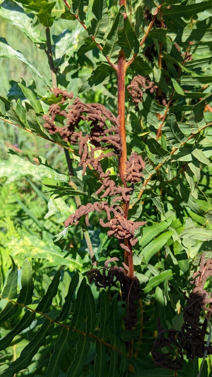 Осмунда королевская - фото 10