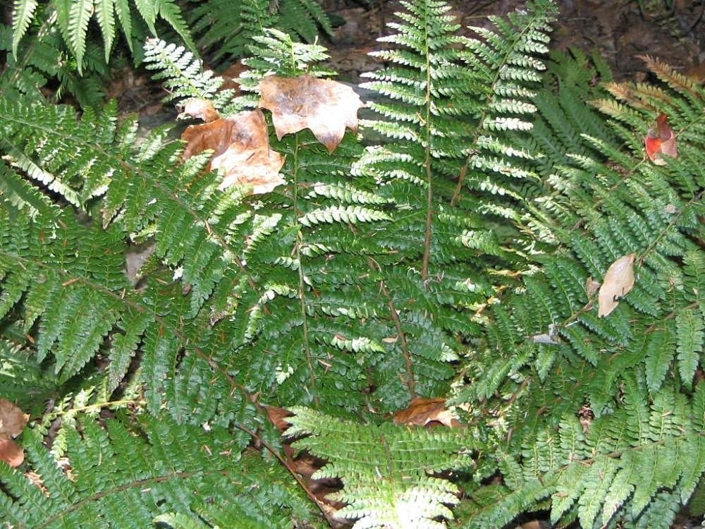 Многорядник Брауна - фото 3