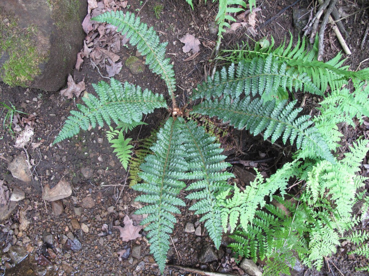 Многорядник Брауна - фото 6