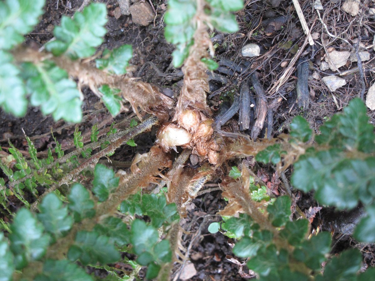 Многорядник Брауна - фото 9