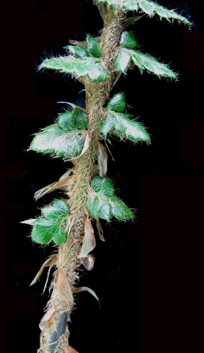 Многорядник Брауна - фото 7