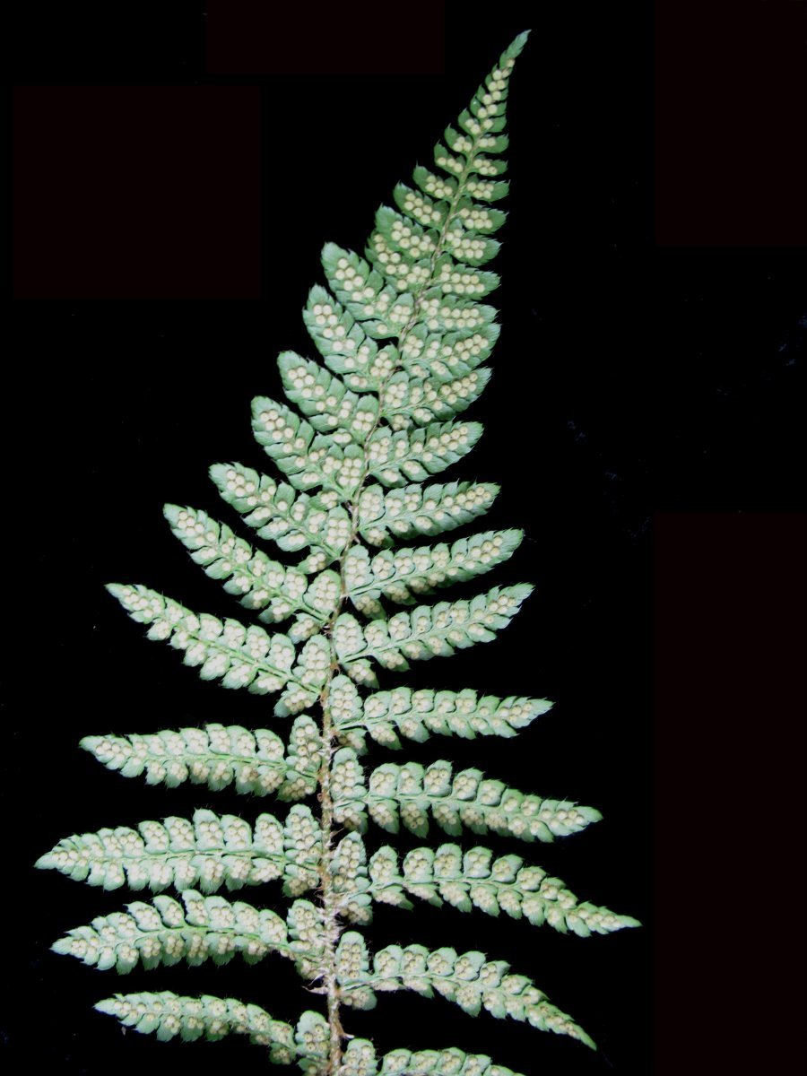 Многорядник Брауна - фото 10