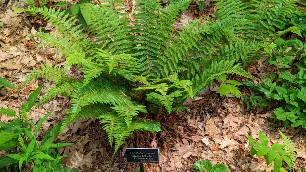 Многорядник Брауна - фото 2