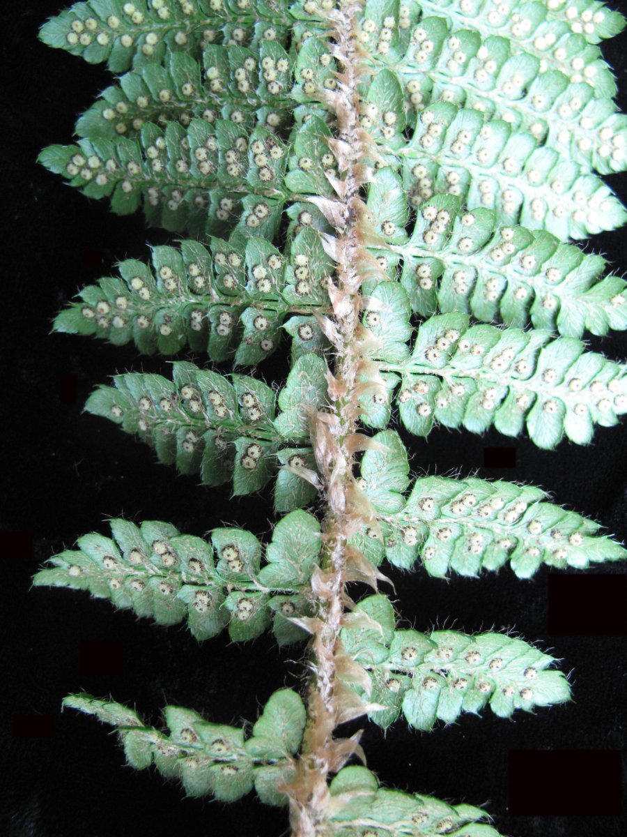 Многорядник Брауна - фото 8