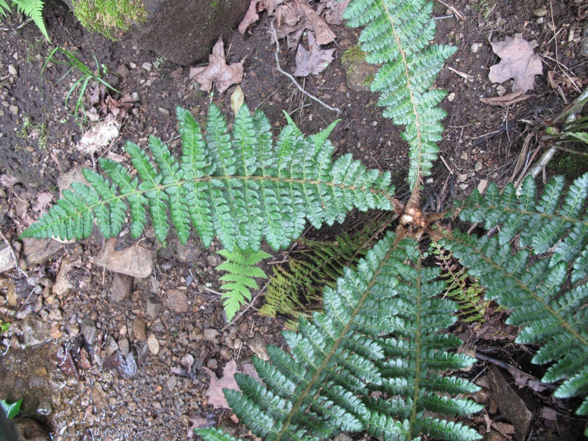 Многорядник Брауна - фото 5