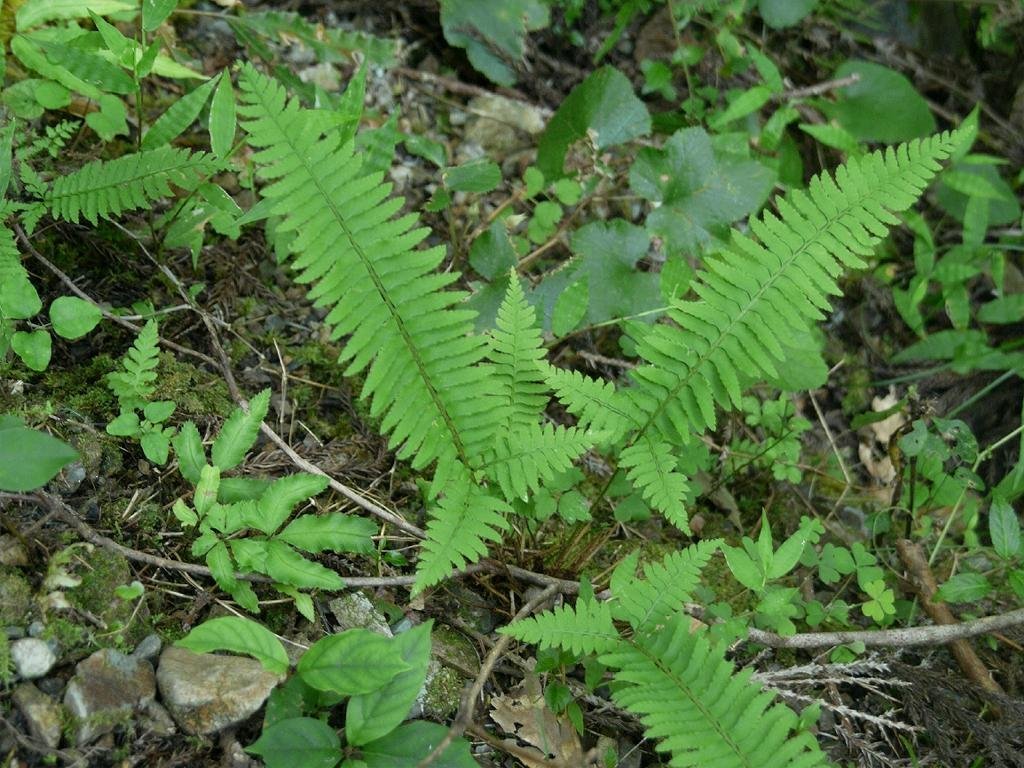 Многорядник трехраздельный - фото 6