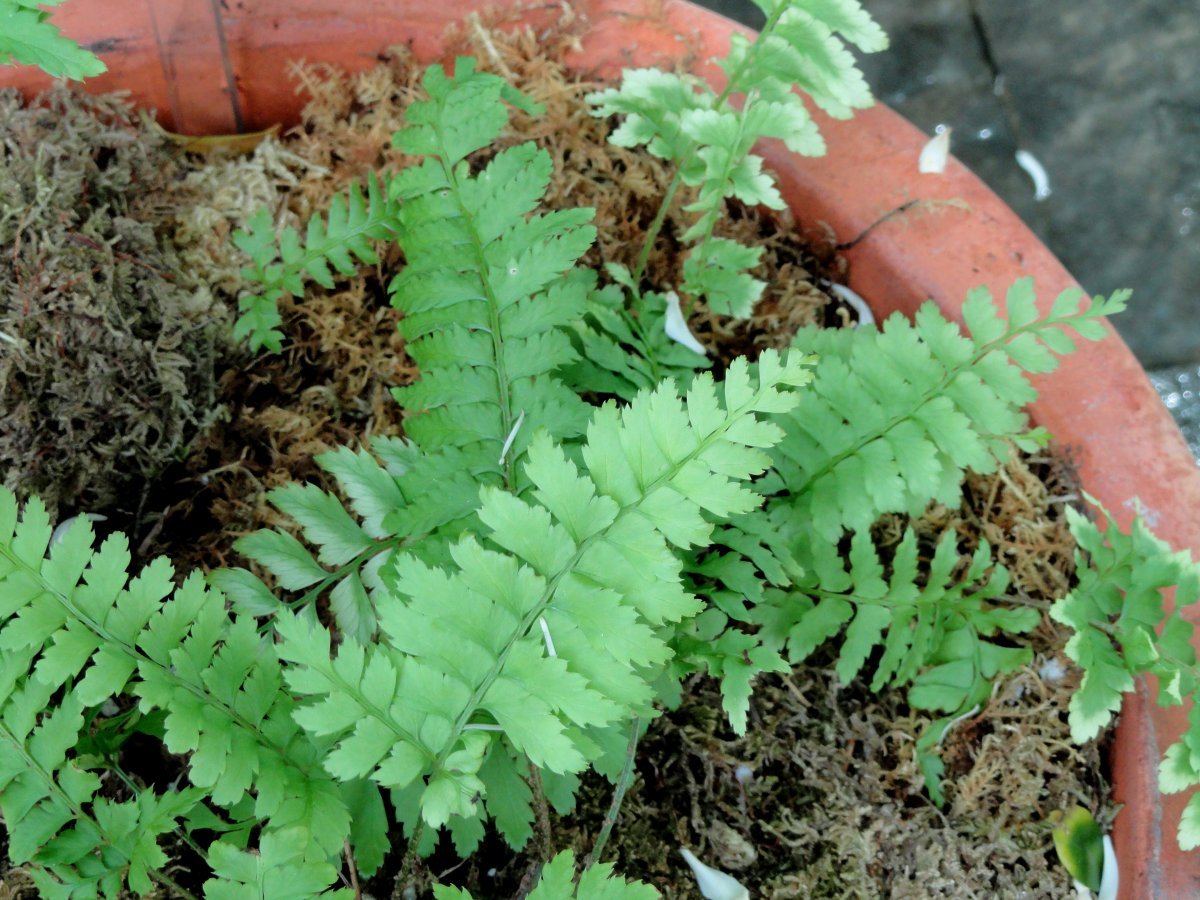 Многорядник трехраздельный - фото 3