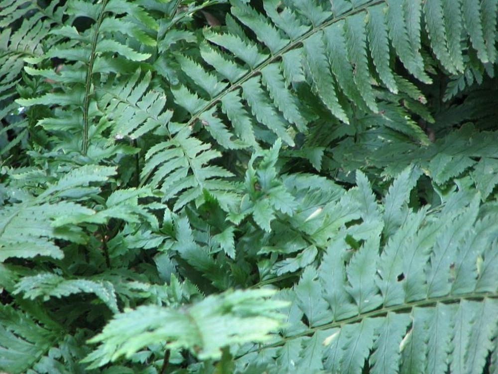 Многорядник трехраздельный - фото 5