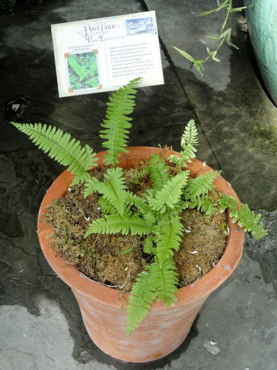 Многорядник трехраздельный - фото 2