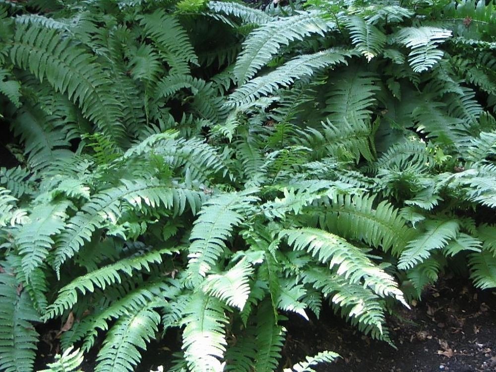 Многорядник трехраздельный - фото 4