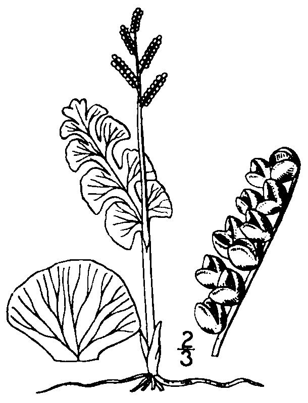 Гроздовник полулунный - фото 9