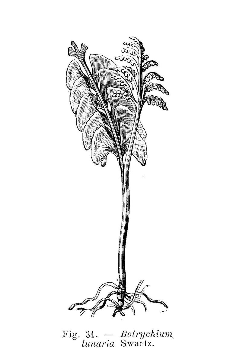 Гроздовник полулунный - фото 7