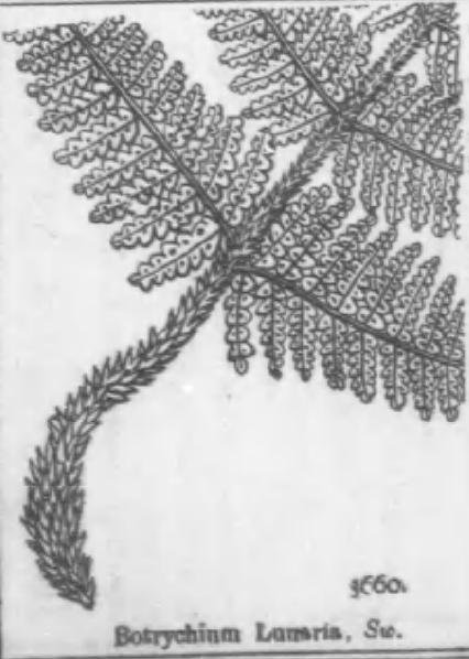 Гроздовник полулунный