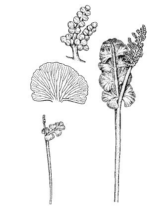 Гроздовник полулунный - фото 4