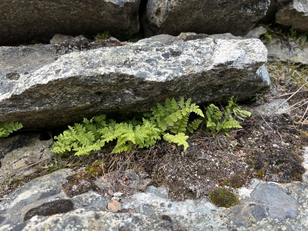 Пузырник ломкий - фото 10