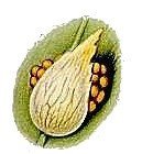 Пузырник ломкий - фото 7