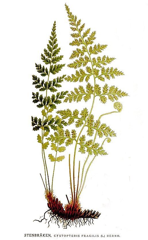 Пузырник ломкий - фото 5