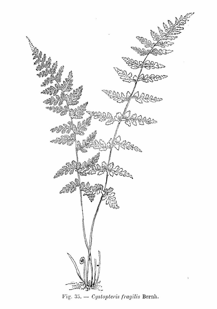 Пузырник ломкий - фото 4