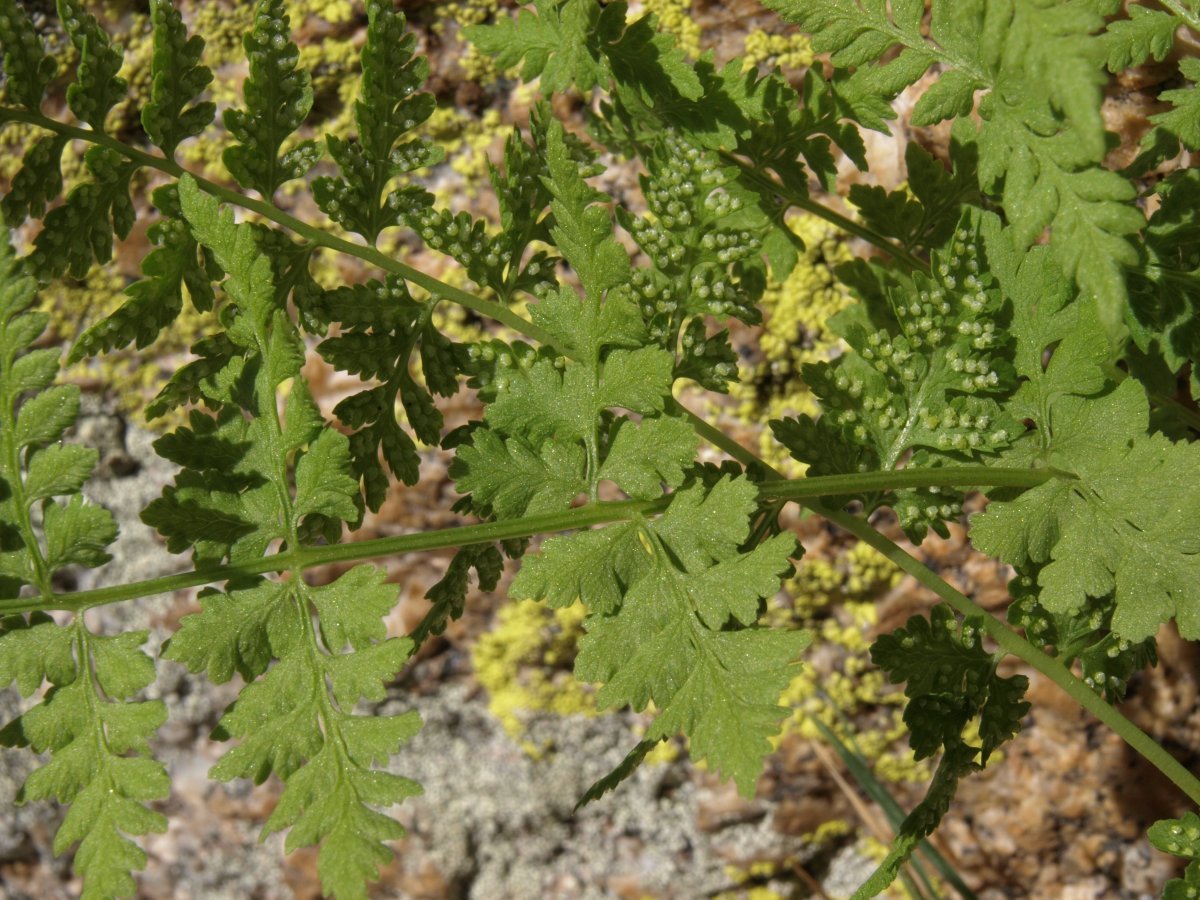 Пузырник ломкий - фото 2