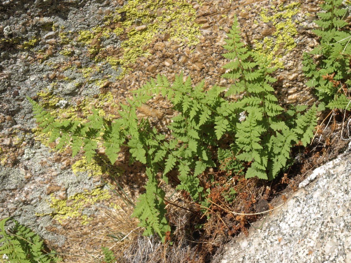 Пузырник ломкий