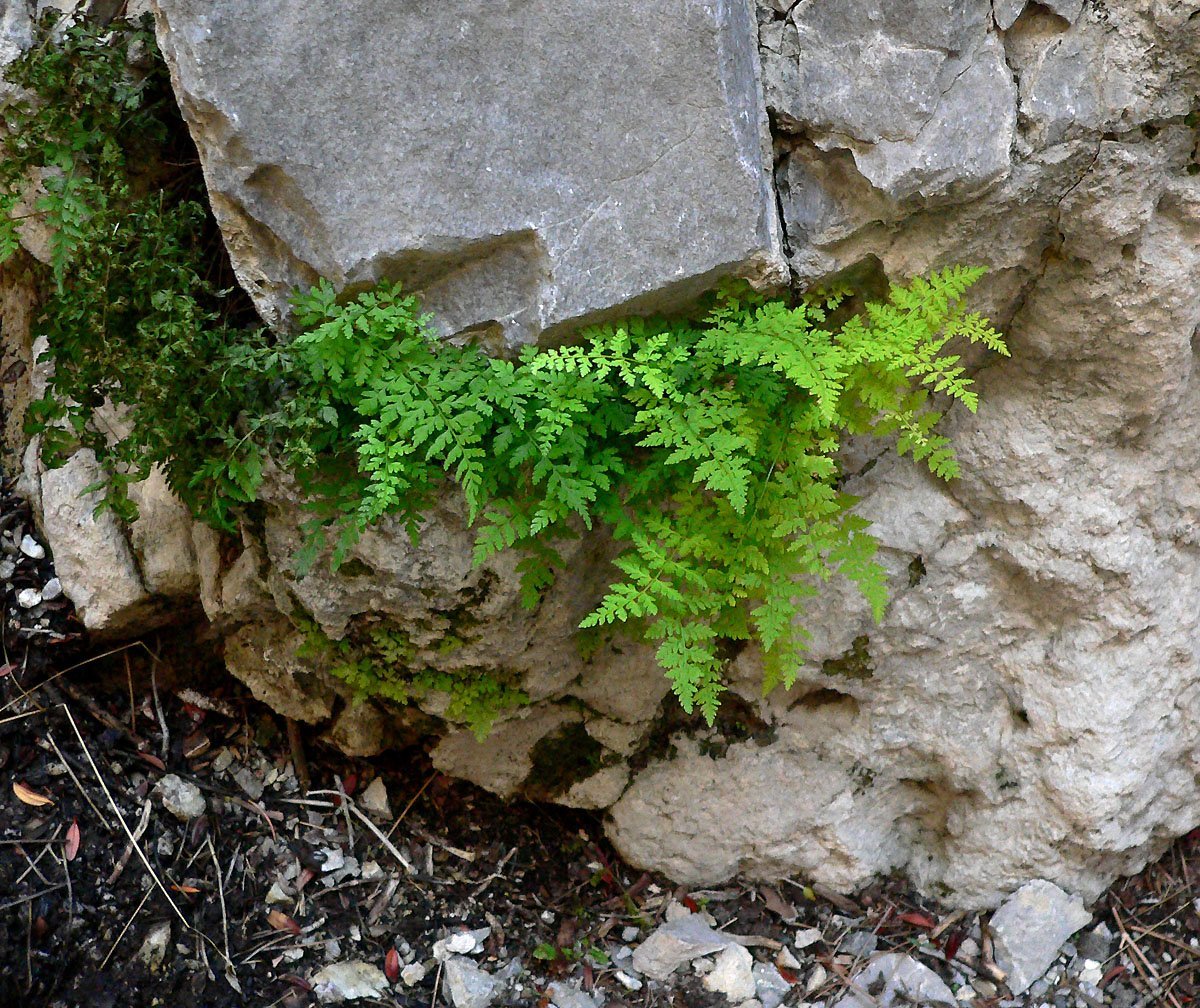 Пузырник ломкий - фото 8