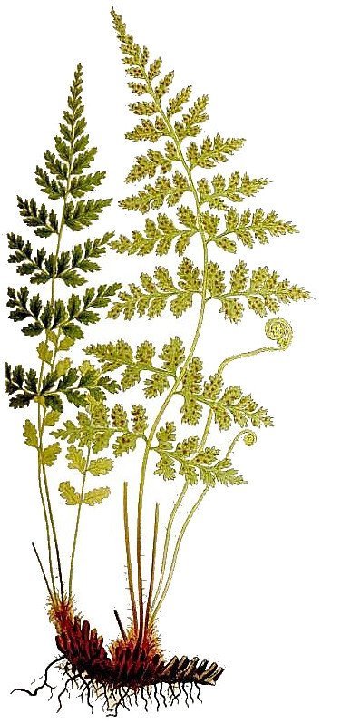 Пузырник ломкий - фото 6