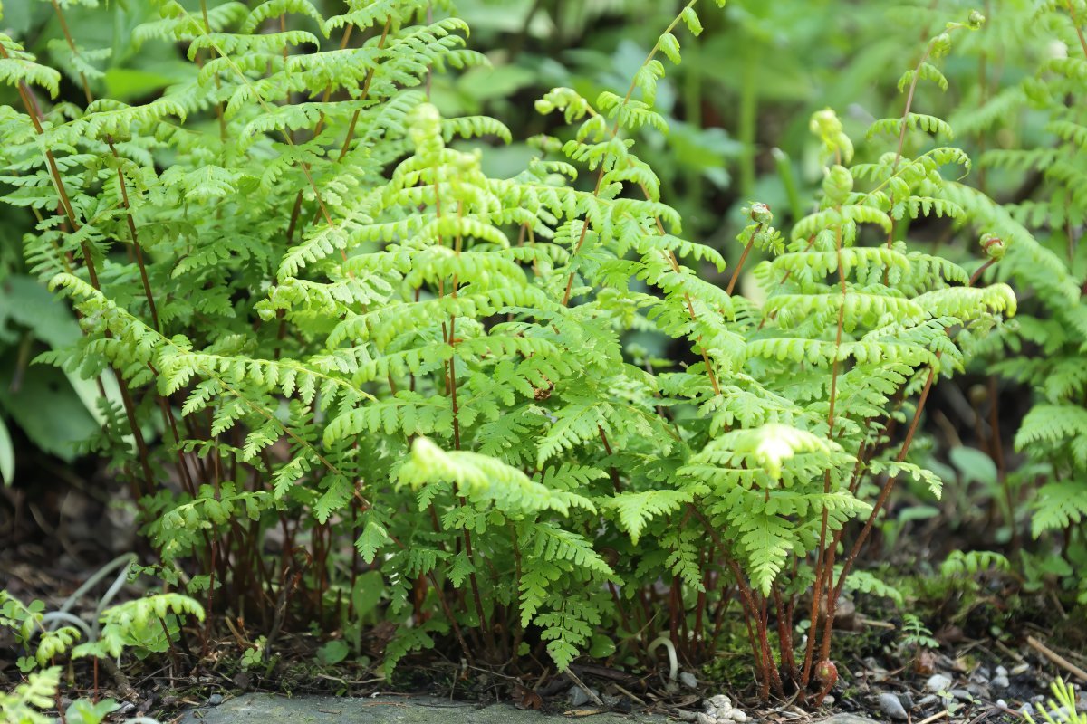 Пузырник бульбоносный - фото 10