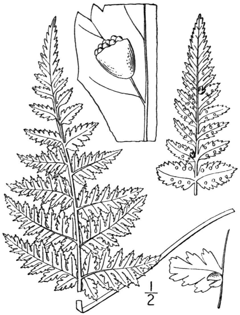 Пузырник бульбоносный