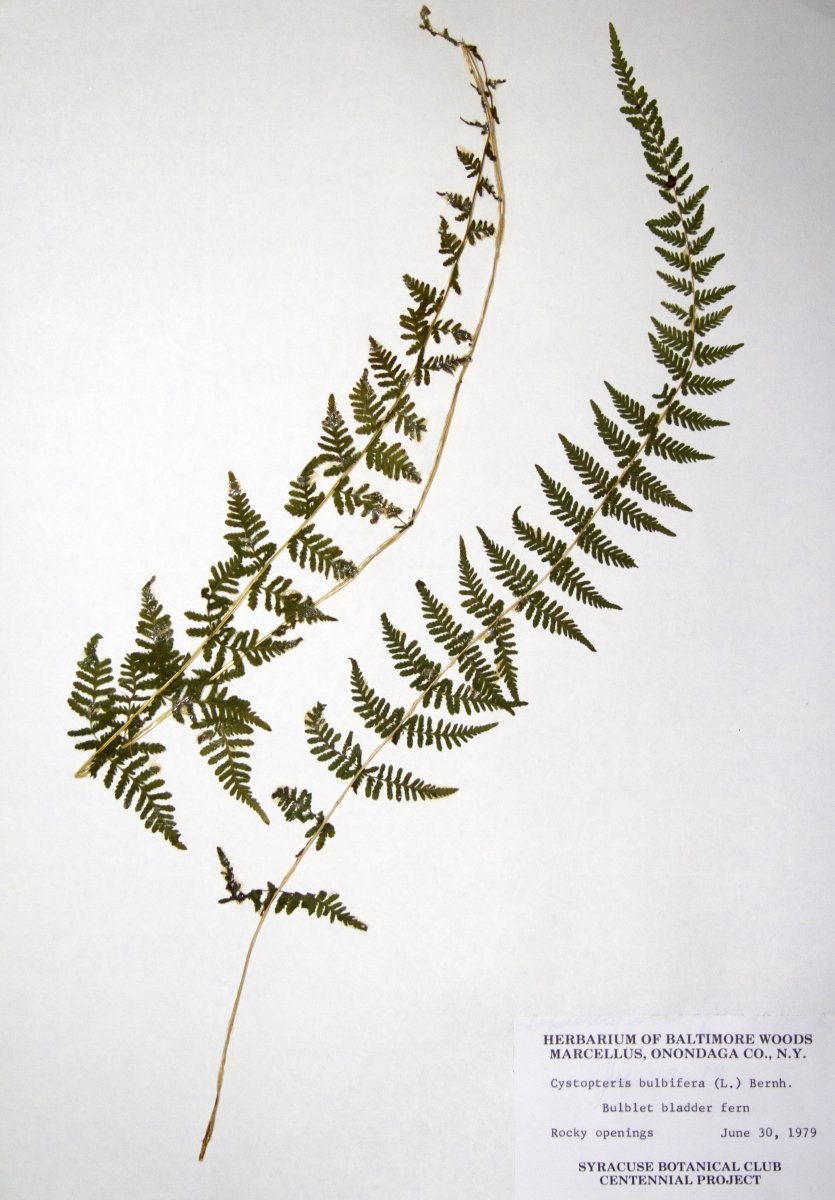 Пузырник бульбоносный - фото 9