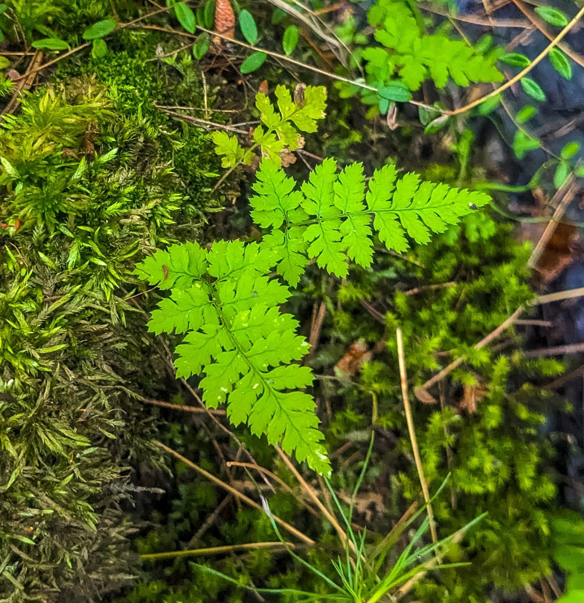Пузырник бульбоносный - фото 2