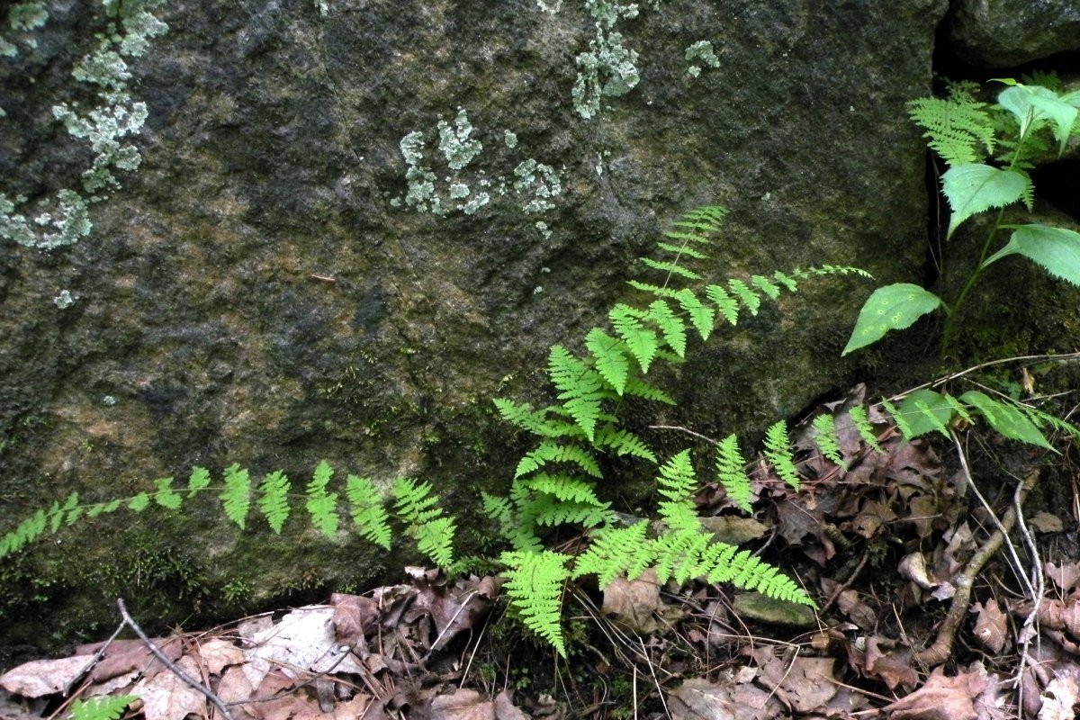 Пузырник бульбоносный - фото 4