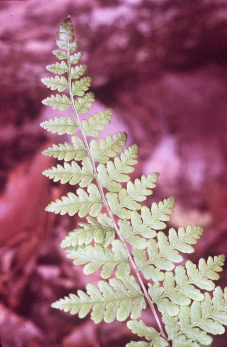 Пузырник бульбоносный - фото 3