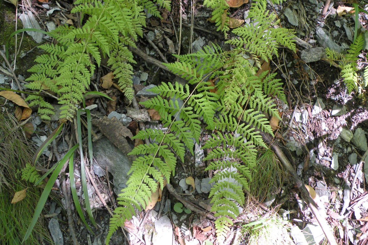 Пузырник бульбоносный - фото 6