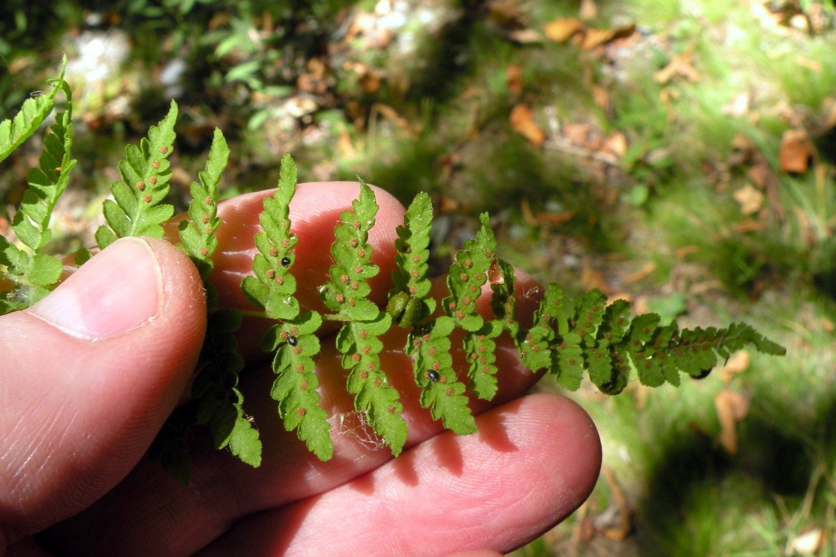 Пузырник бульбоносный - фото 5