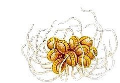 Вудсия эльбская - фото 10