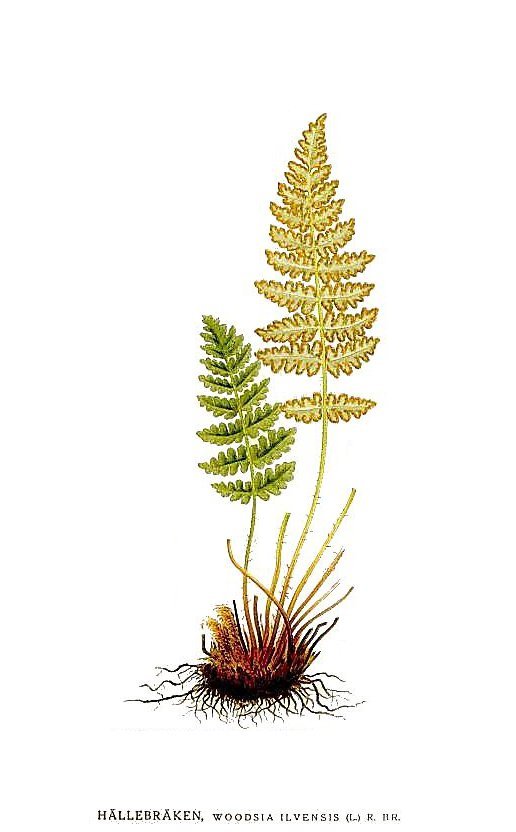 Вудсия эльбская - фото 8