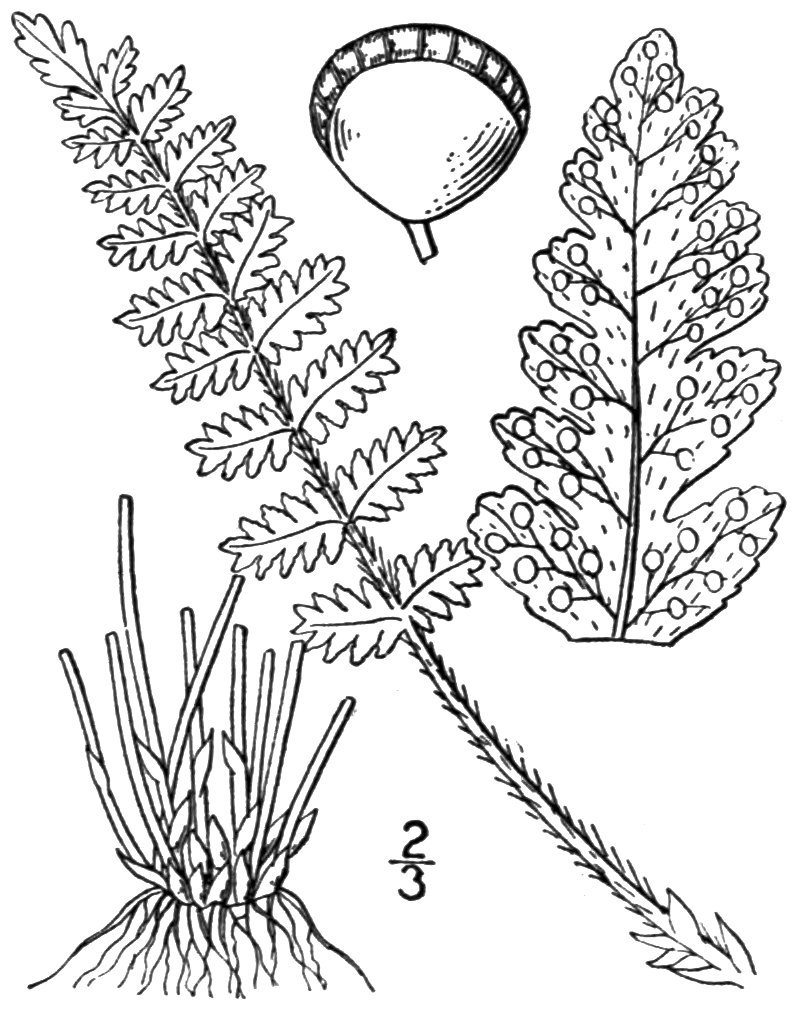 Вудсия эльбская - фото 2