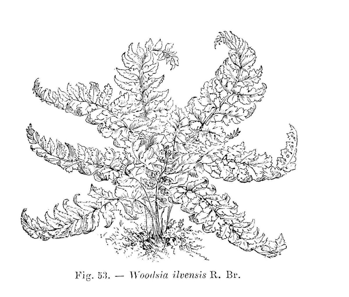 Вудсия эльбская - фото 7