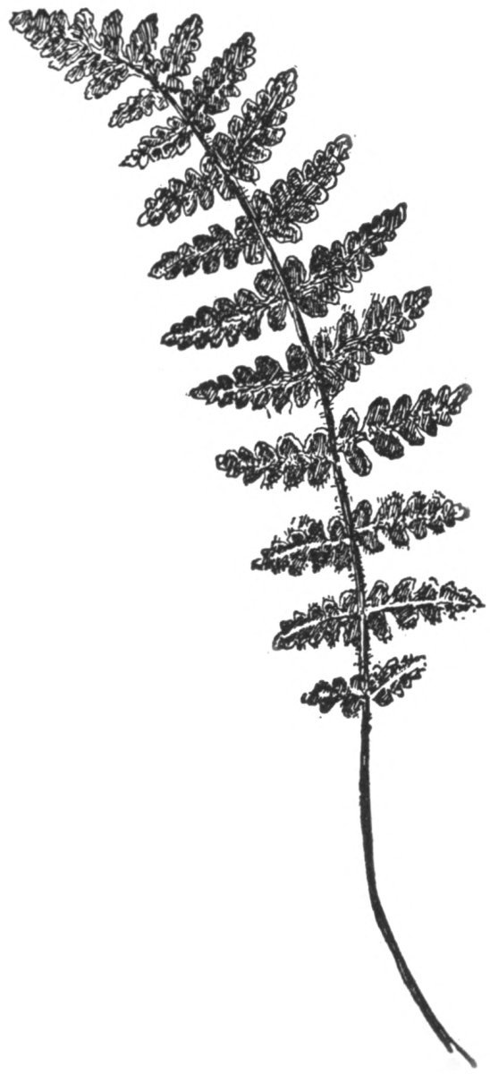 Вудсия эльбская - фото 5