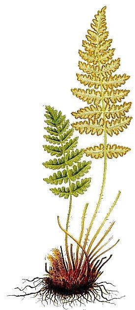 Вудсия эльбская - фото 9