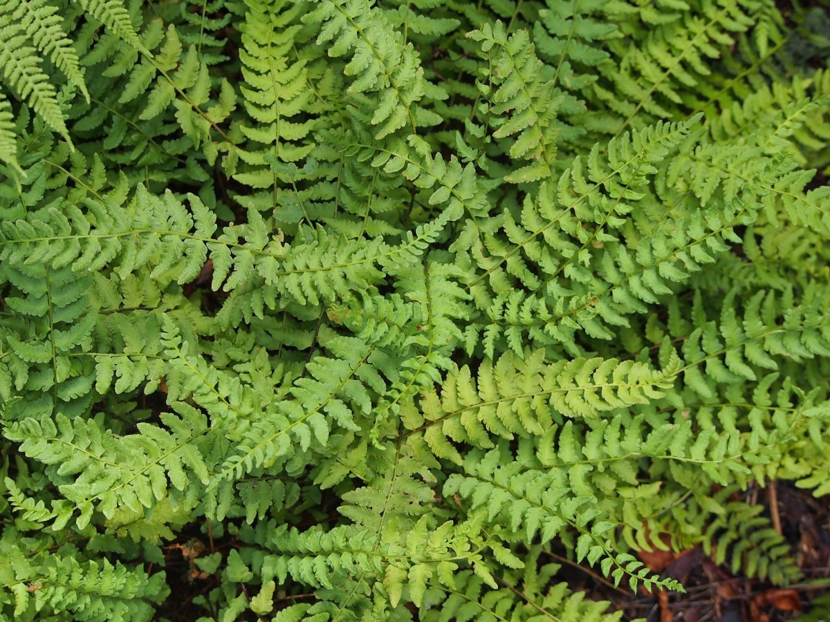 Вудсия многорядная - фото 7